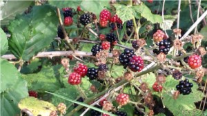 redblackberries